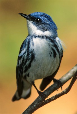 Cerulean Warbler by Laurie Johnson